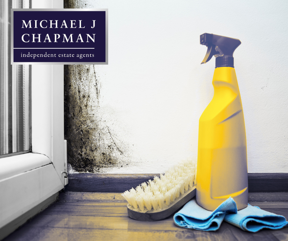 Mould in Rented Property: Who’s Responsible?